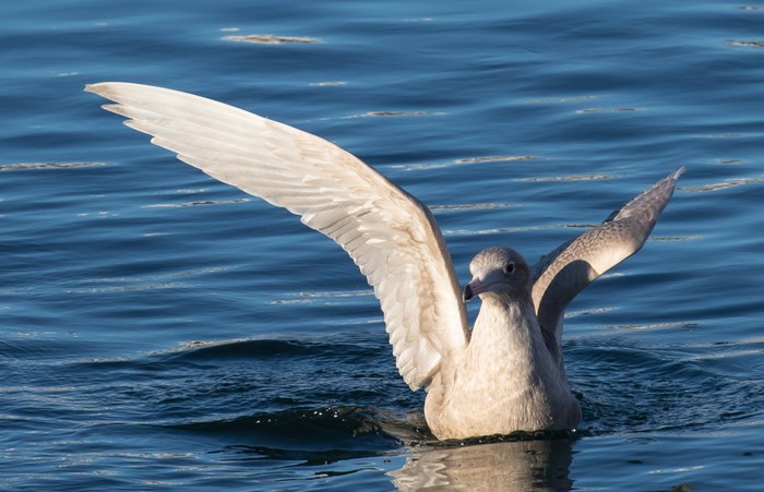 Glaucous Gull
