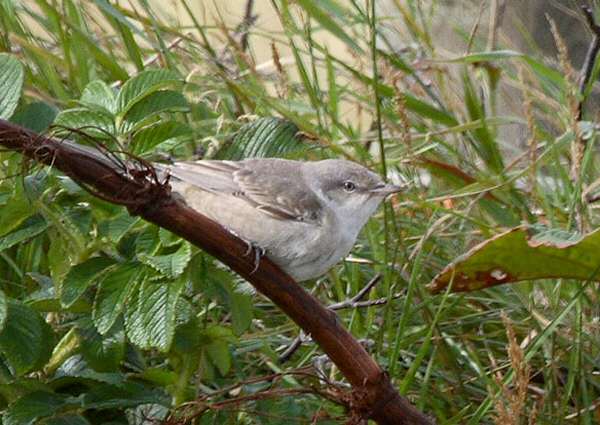 Barred Warbler