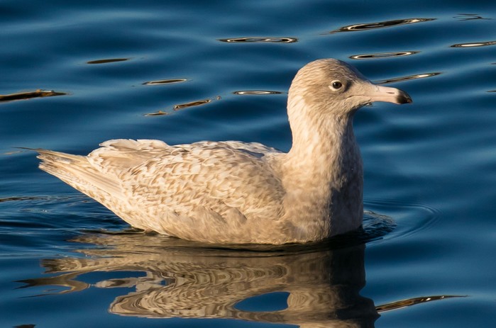 Glaucous Gull