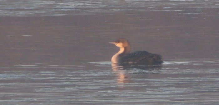 Pacific Diver