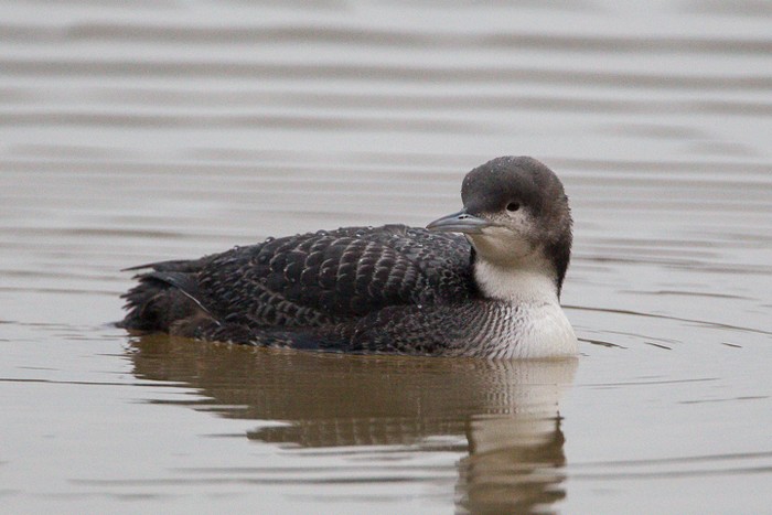 Pacific Diver