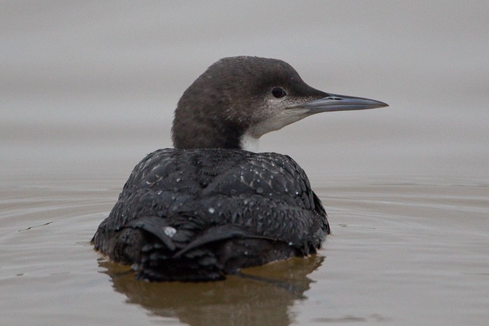 Pacific Diver