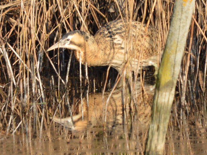Bittern