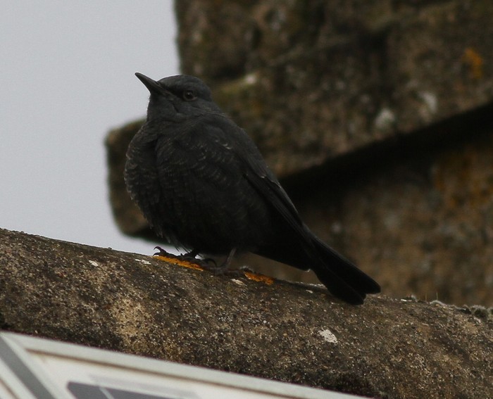 Blue Rock Thrush