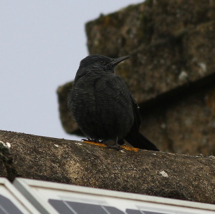 Blue Rock Thrush