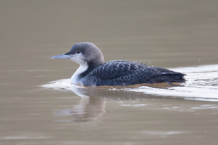 Pacific Diver