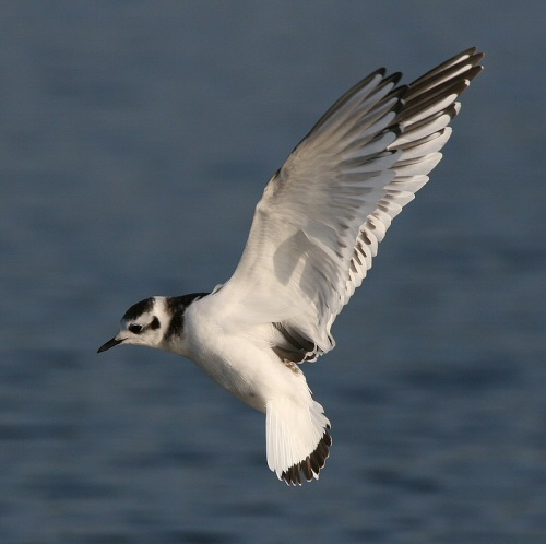 Little Gull