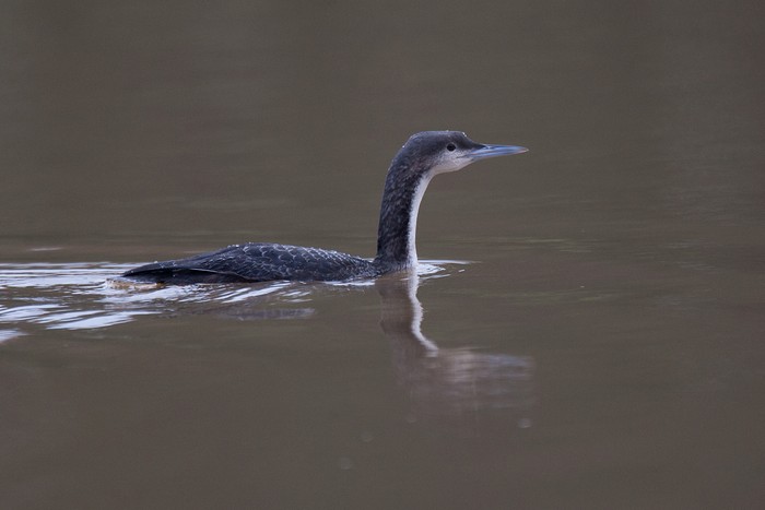 Pacific Diver