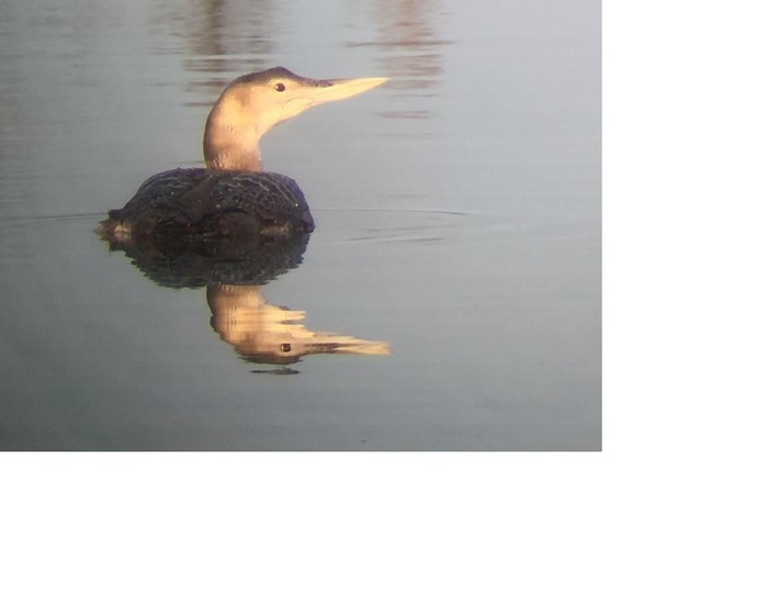 White-billed Diver