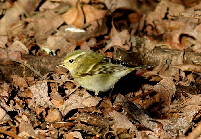 Yellow-browed Warbler
