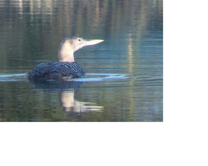 White-billed Diver