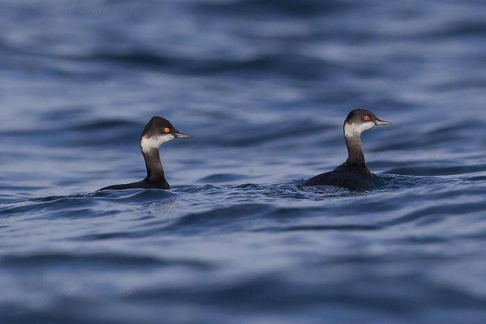 Black-necked Grebe