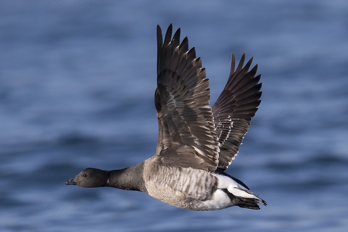Brent Goose