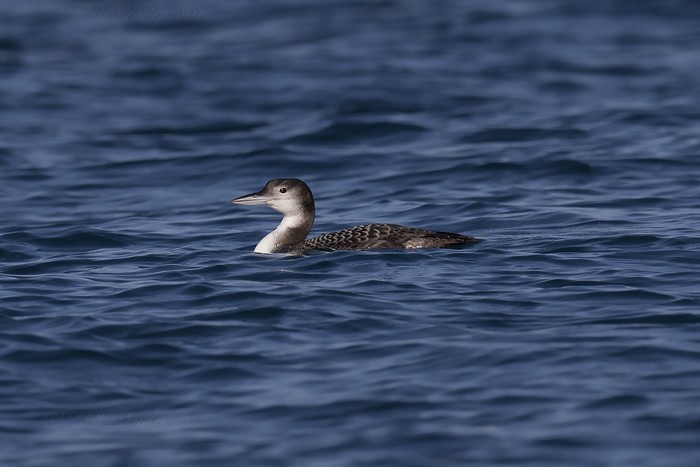 Great Northern Diver