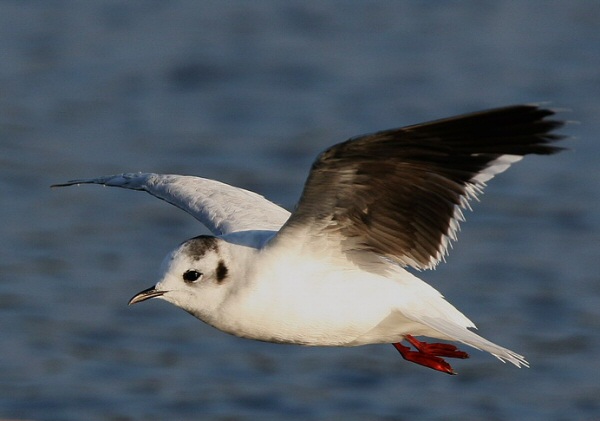 Little Gull