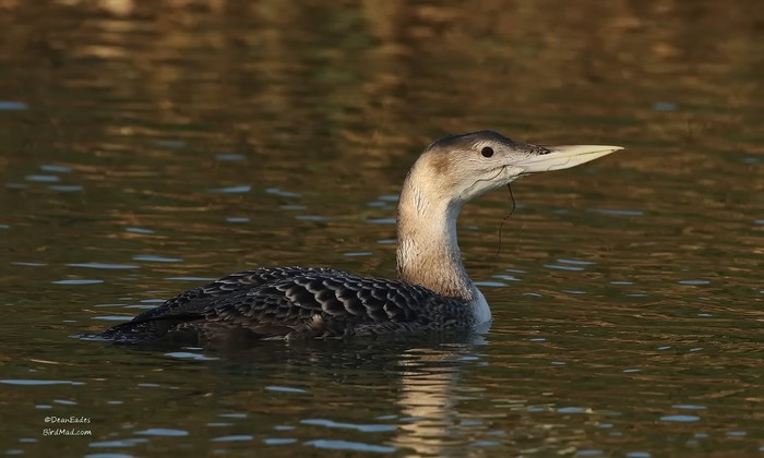 White-billed Diver