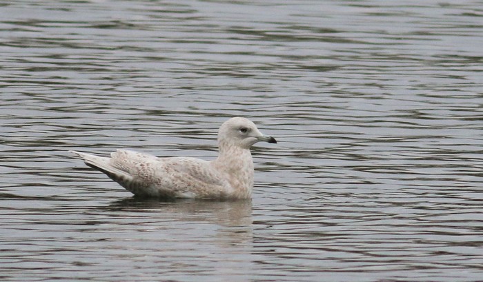 Iceland Gull