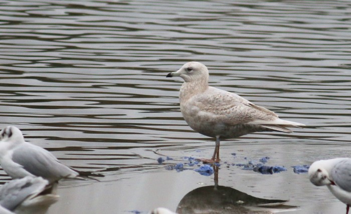 Iceland Gull
