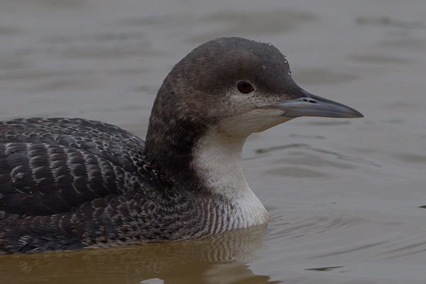 Pacific Diver