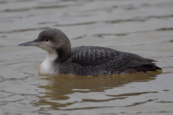 Pacific Diver