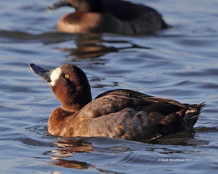 Scaup