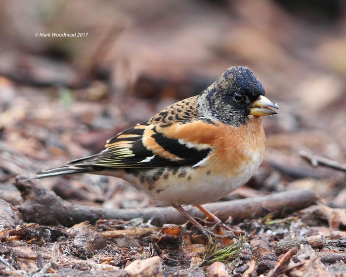 Brambling