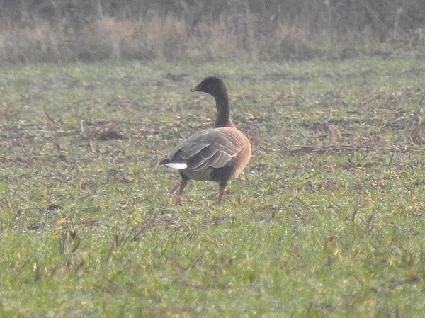 Pink-footed Goose