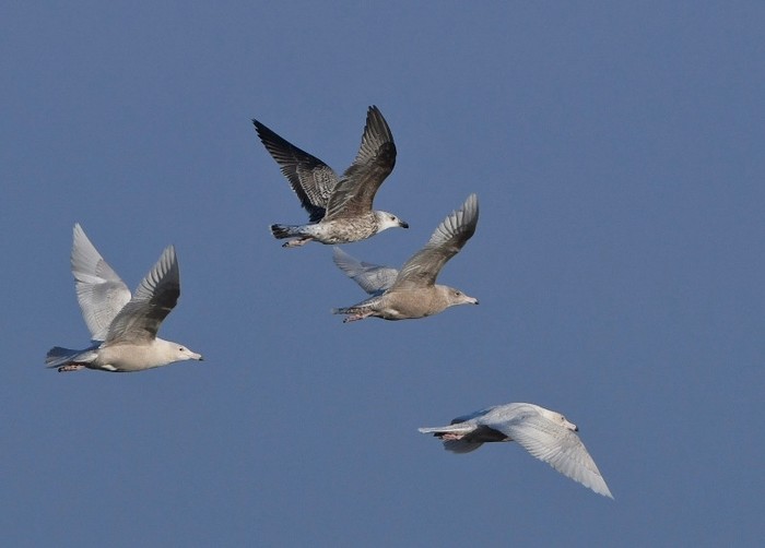 Glaucous Gull