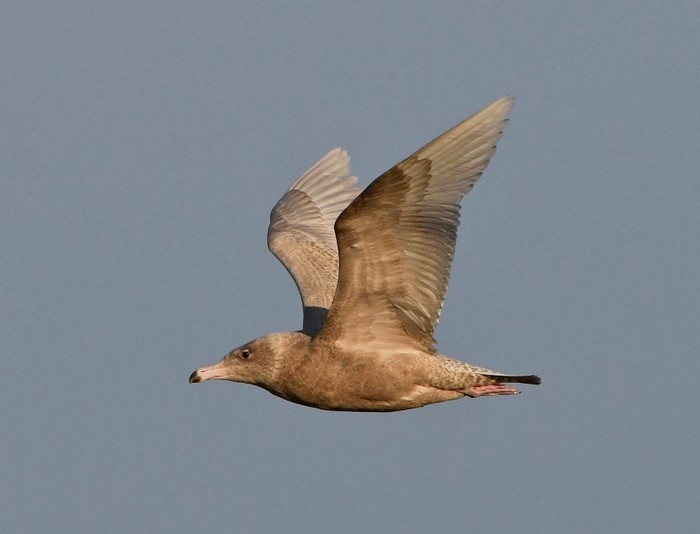 Glaucous Gull