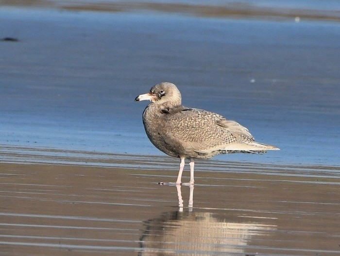 Glaucous Gull