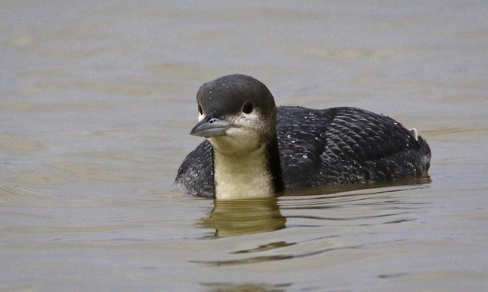 Pacific Diver