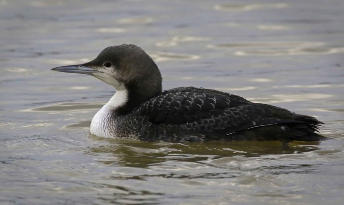 Pacific Diver