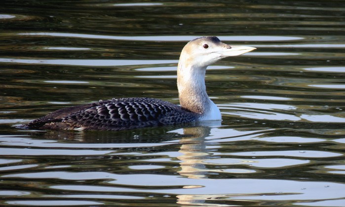 White-billed Diver