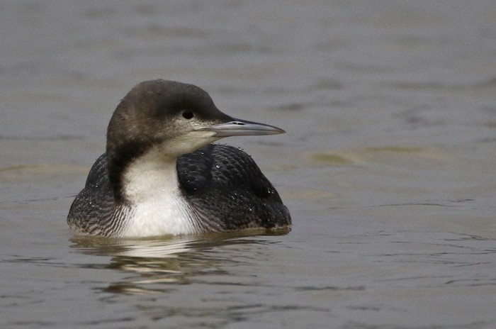 Pacific Diver