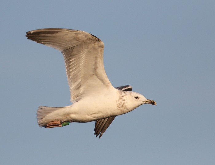 Caspian Gull