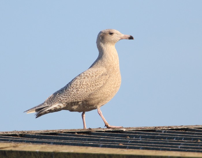 Glaucous Gull