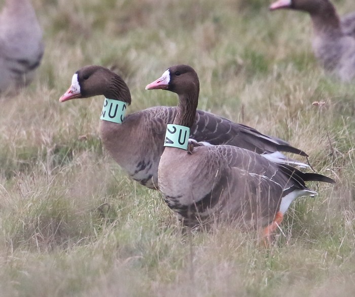 Russian White-fronted Goose