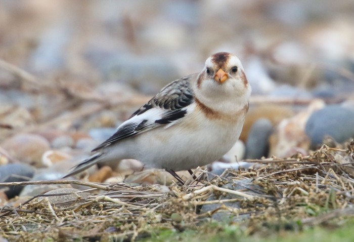 Snow Bunting
