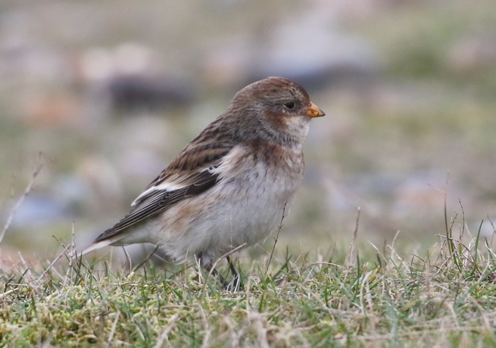 Snow Bunting