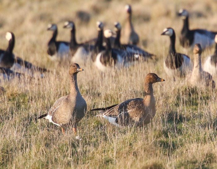 Tundra Bean Goose