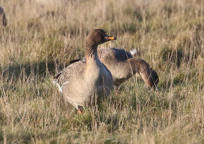 Tundra Bean Goose