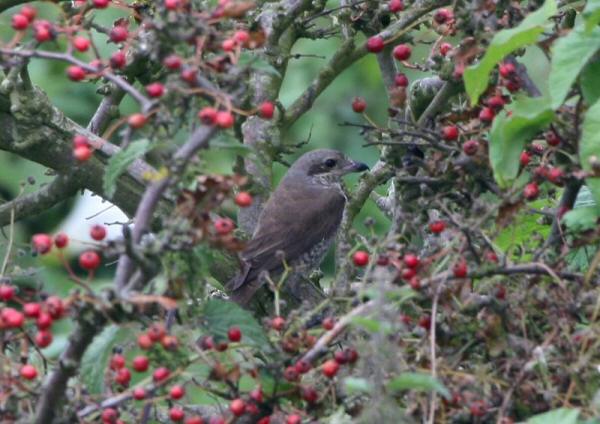 Red-backed Shrike