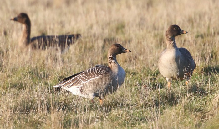 Tundra Bean Goose