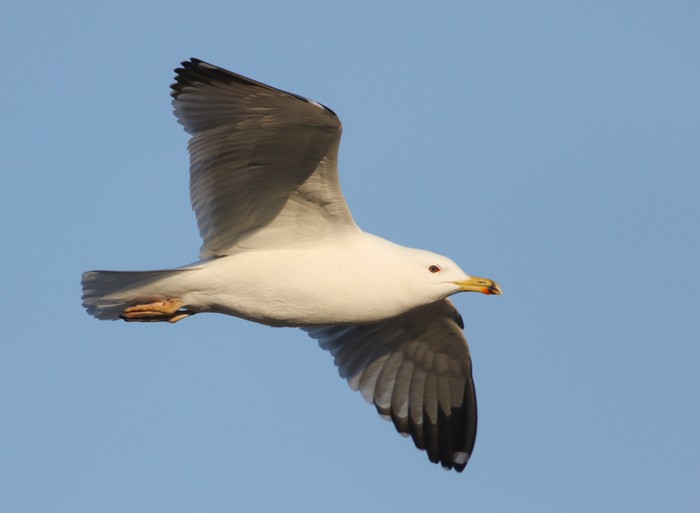Yellow-legged Gull