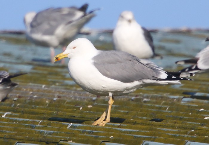 Yellow-legged Gull