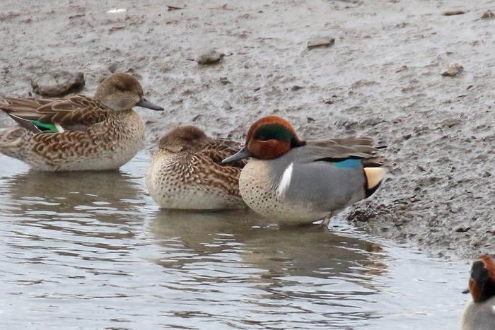 Green-winged Teal