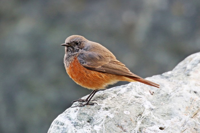 Eastern Black Redstart