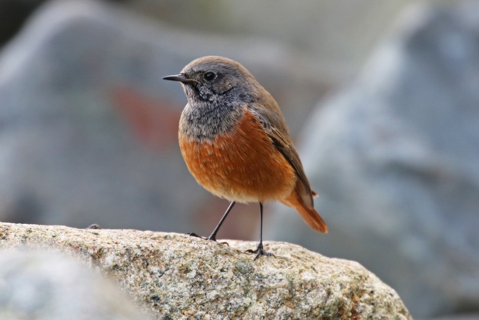 Eastern Black Redstart