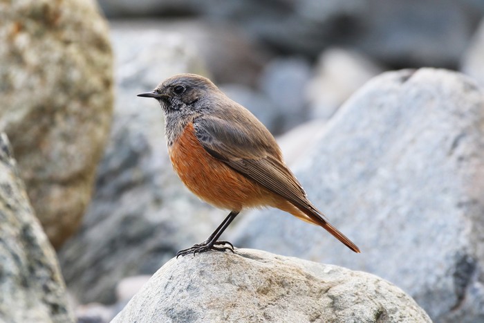 Eastern Black Redstart