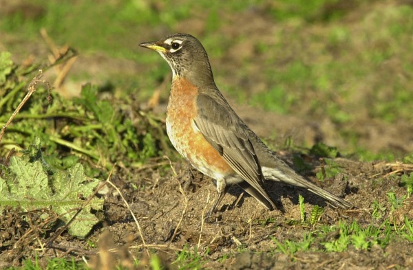 American Robin